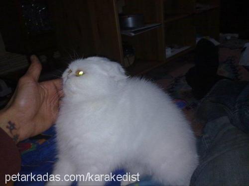 pofuduk Dişi Exotic Shorthair