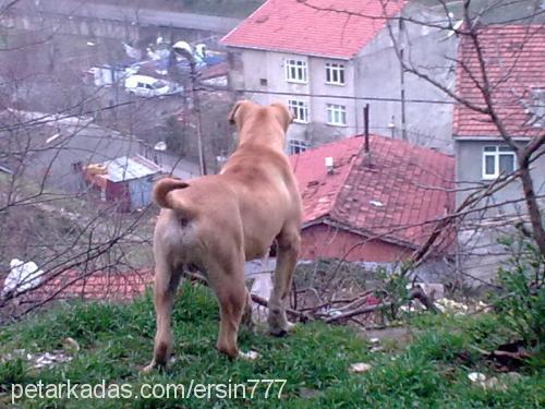 oscar Erkek Amerikan Pitbull Terrier