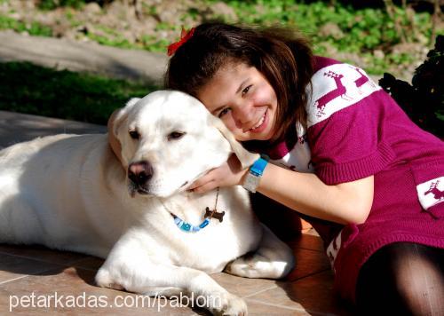 pablo Erkek Labrador Retriever