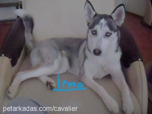 irma Dişi Sibirya Kurdu (Husky)