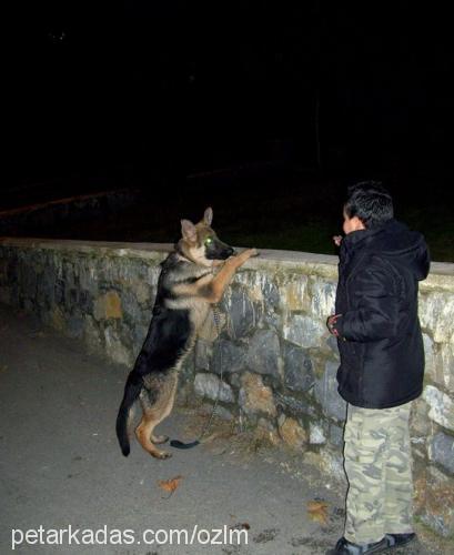 paŞa Erkek Alman Çoban Köpeği