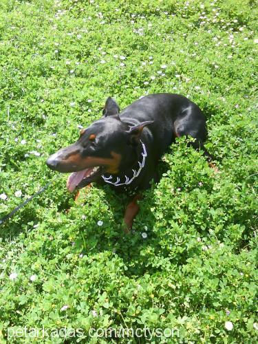 tyson Erkek Doberman Pinscher