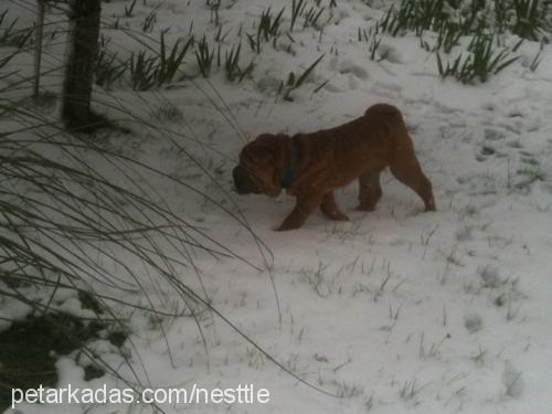 rowenta Erkek Çin Shar-Pei