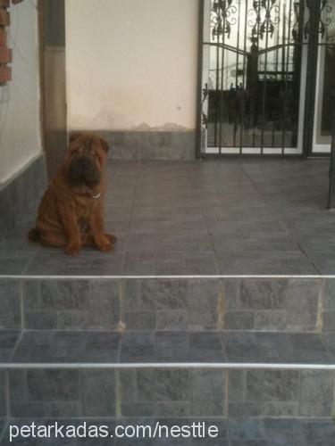 rowenta Erkek Çin Shar-Pei