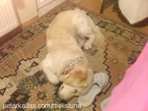 badem Erkek Golden Retriever