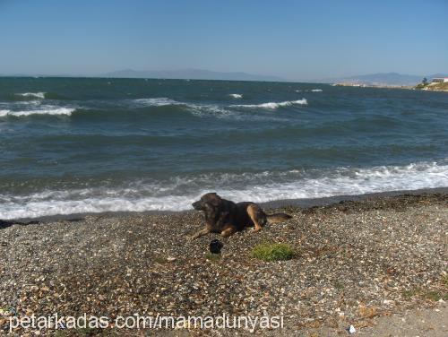 kont Erkek Alman Çoban Köpeği