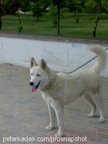 duman Erkek Sibirya Kurdu (Husky)