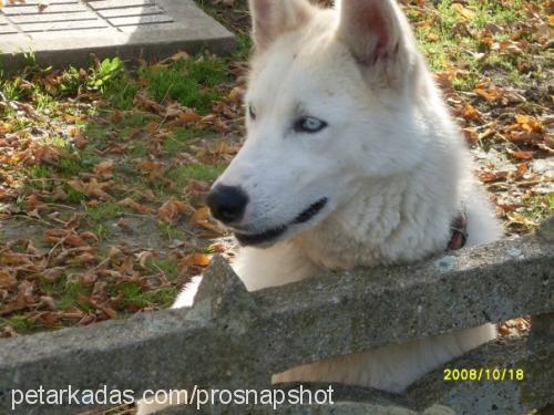 duman Erkek Sibirya Kurdu (Husky)