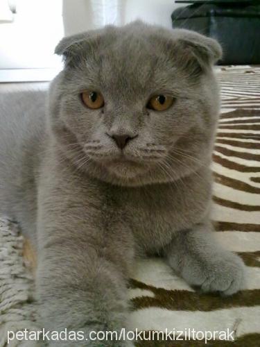 lokum Erkek Scottish Fold