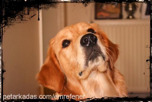 vincent Erkek Golden Retriever