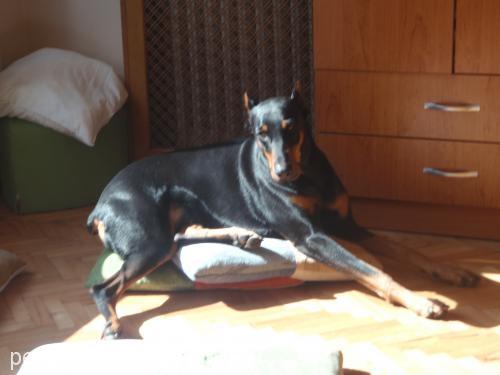 hera Dişi Doberman Pinscher