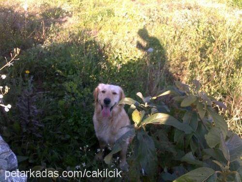 çakıl Dişi Golden Retriever