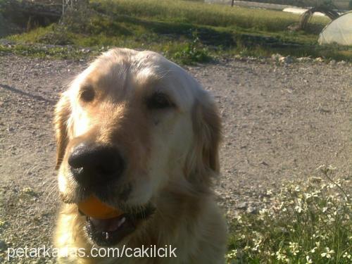 çakıl Dişi Golden Retriever