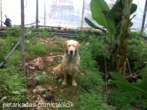 çakıl Dişi Golden Retriever