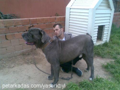 aŞİl Erkek Napoliten Mastiff