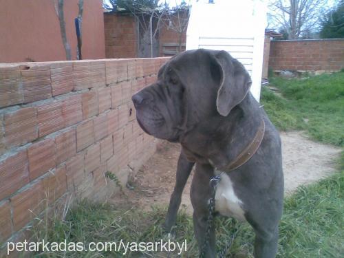 aŞİl Erkek Napoliten Mastiff