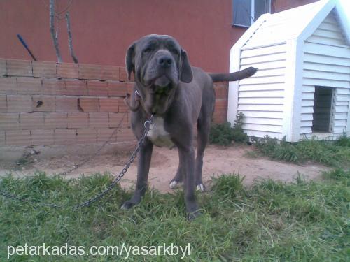 aŞİl Erkek Napoliten Mastiff