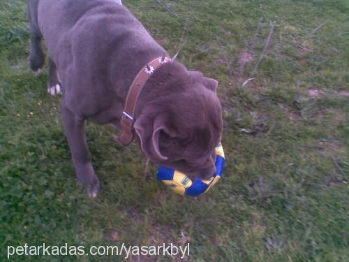 aŞİl Erkek Napoliten Mastiff