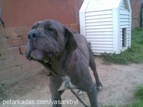 aŞİl Erkek Napoliten Mastiff