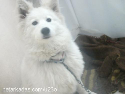 samantha Dişi Samoyed