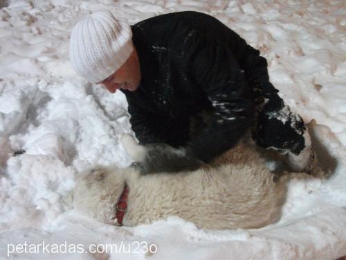 samantha Dişi Samoyed