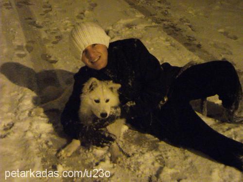 samantha Dişi Samoyed