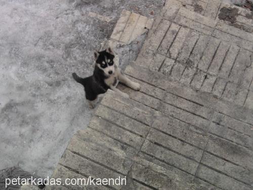 astra Dişi Sibirya Kurdu (Husky)