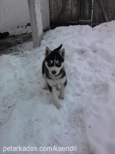 astra Dişi Sibirya Kurdu (Husky)