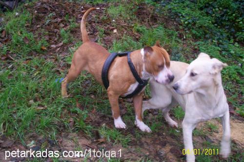 mişa Dişi Amerikan Staffordshire Terrier