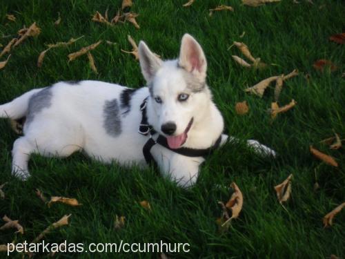 odin Erkek Sibirya Kurdu (Husky)