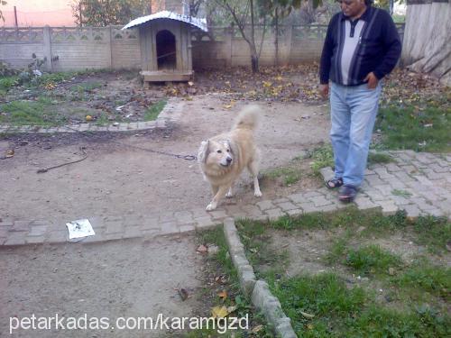 alaş Erkek Kangal