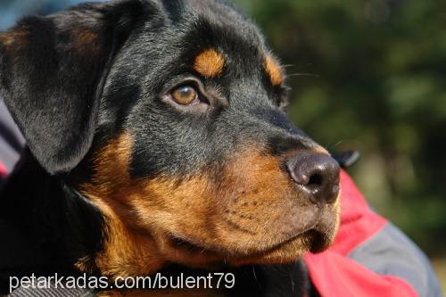 oğul Erkek Rottweiler