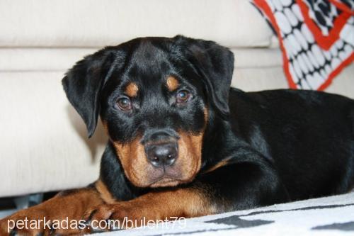 oğul Erkek Rottweiler