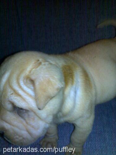 whisky Erkek Çin Shar-Pei