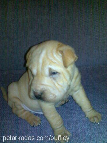 whisky Erkek Çin Shar-Pei