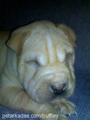 whisky Erkek Çin Shar-Pei