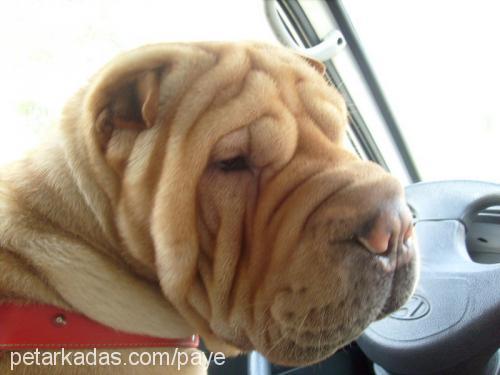 basri Erkek Çin Shar-Pei