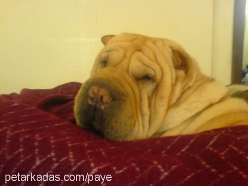 basri Erkek Çin Shar-Pei