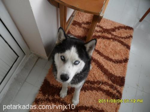 achillius Erkek Sibirya Kurdu (Husky)