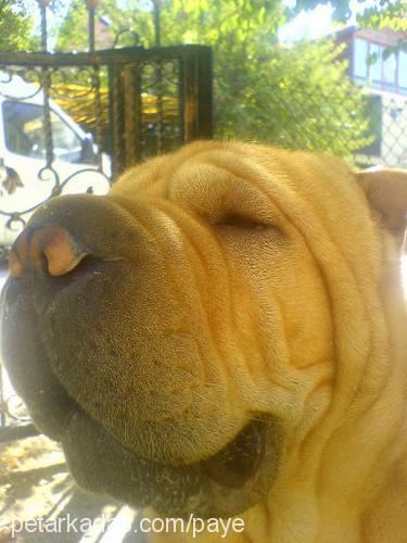 basri Erkek Çin Shar-Pei