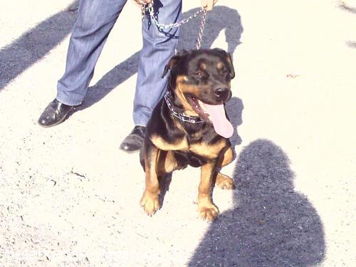 pakize Dişi Rottweiler