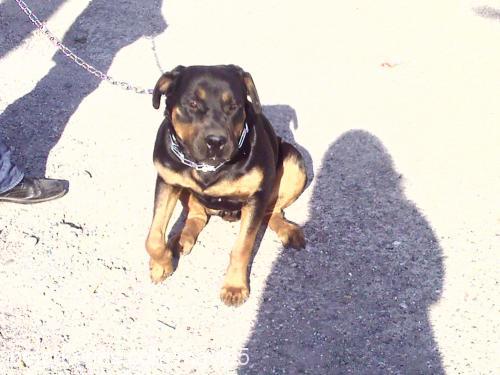 pakize Dişi Rottweiler