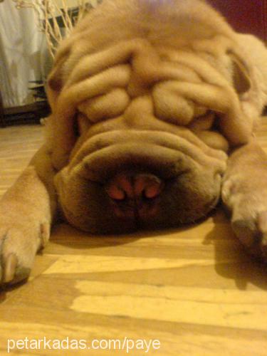 basri Erkek Çin Shar-Pei