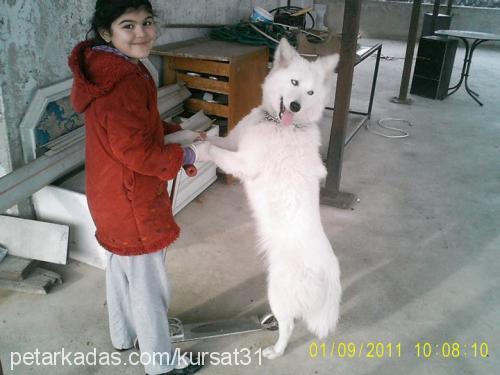 lİnda Dişi Alaskan Malamute