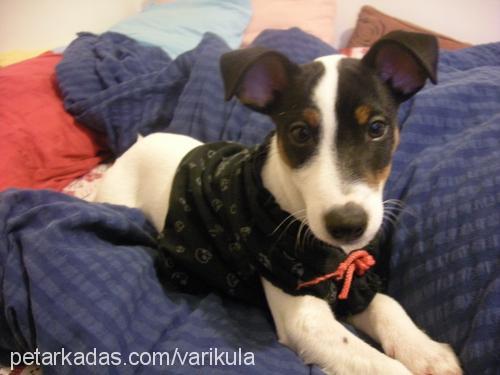 cips Erkek Jack Russell Terrier