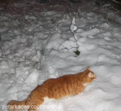 tarçın Erkek Tekir Kedi