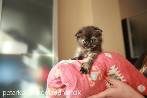 mantar Dişi Scottish Fold