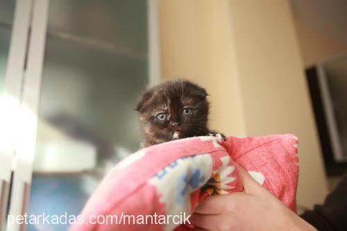 mantar Dişi Scottish Fold