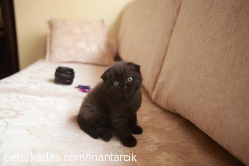 mantar Dişi Scottish Fold