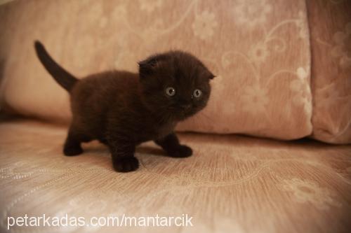 mantar Dişi Scottish Fold